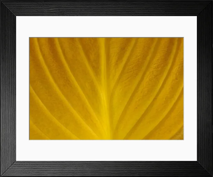 Framed Print : Canada, Manitoba, Winnipeg. Close-up of hosta leaf in autumn Framed Print : Canada, Manitoba, Winnipeg. Close-up of hosta leaf in autumn