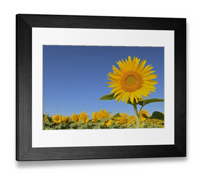 Framed Print : Canada, Manitoba, Dugald. Close-up of sunflower Framed Print : Canada, Manitoba, Dugald. Close-up of sunflower