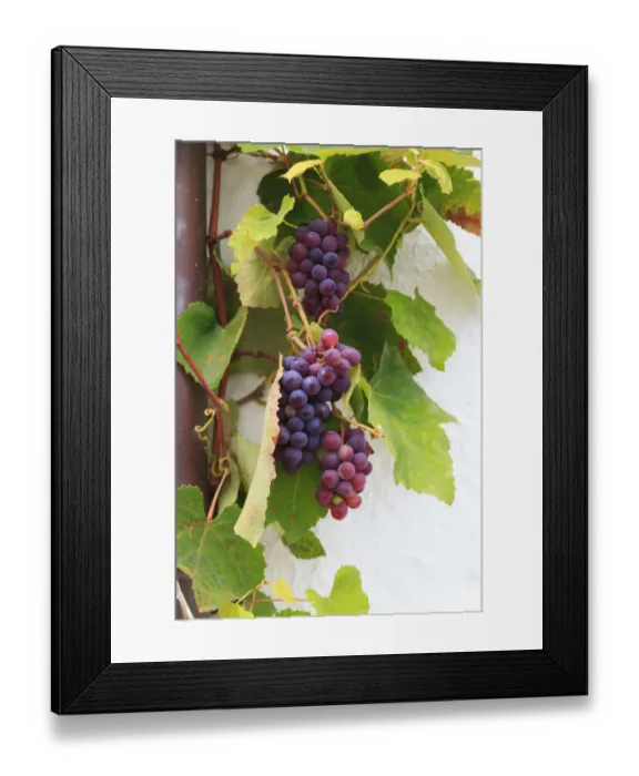 Framed Print : Southern Italy, Puglia. Ripe grapes on vines Framed Print : Southern Italy, Puglia. Ripe grapes on vines
