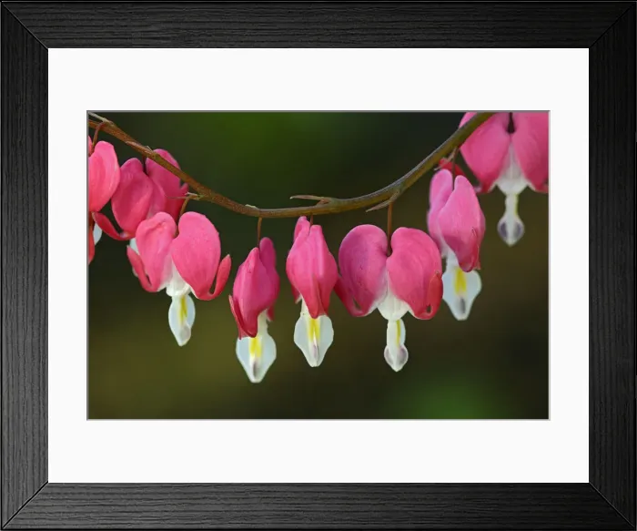 Framed Print : Canada, Manitoba, Winnipeg. Bleeding heart flowers Framed Print : Canada, Manitoba, Winnipeg. Bleeding heart flowers