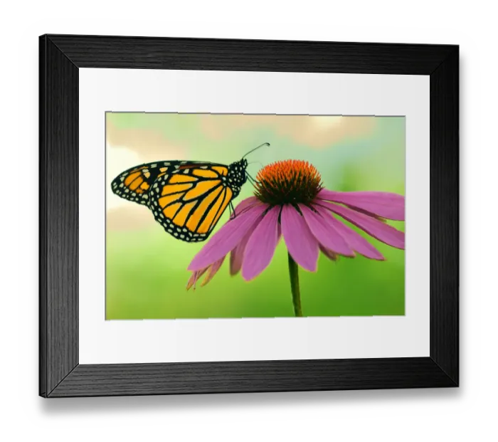 Framed Print : Canada, Ontario. Monarch butterfly on Echinacea flower Framed Print : Canada, Ontario. Monarch butterfly on Echinacea flower