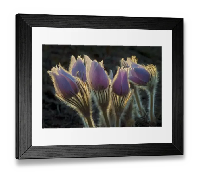 Framed Print : Canada, Manitoba, Sandilands Provincial Forest. Hoarfrost-coated prairie crocus. Credit as Framed Print : Canada, Manitoba, Sandilands Provincial Forest. Hoarfrost-coated prairie crocus. Credit as