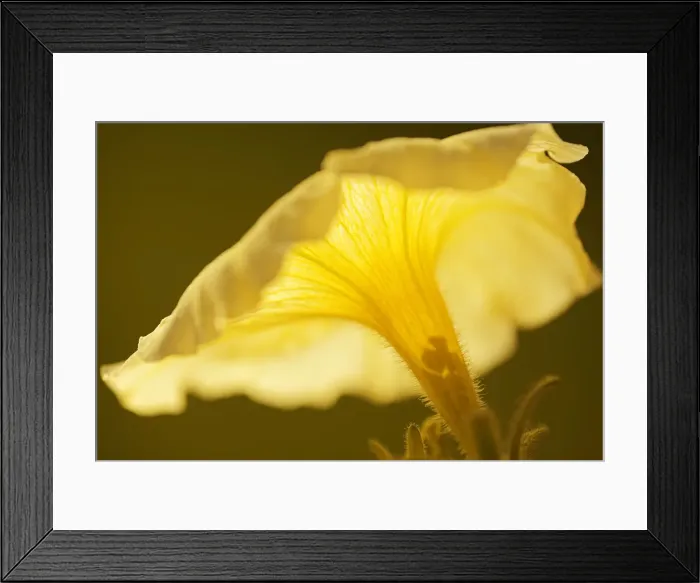 Framed Print : Canada, Manitoba, Winnipeg. Petunia flower close-up