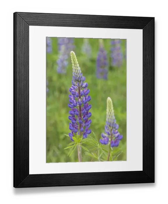 Framed Print : Canada, Nova Scotia, Lunenberg. Close-up of Framed Print : Canada, Nova Scotia, Lunenberg. Close-up of