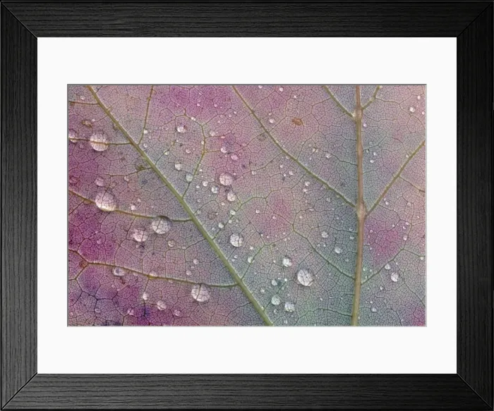 Framed Print : Canada, Ontario, Sioux Narrows. Red maple leaf and rain drops in autumn. Credit as Framed Print : Canada, Ontario, Sioux Narrows. Red maple leaf and rain drops in autumn. Credit as