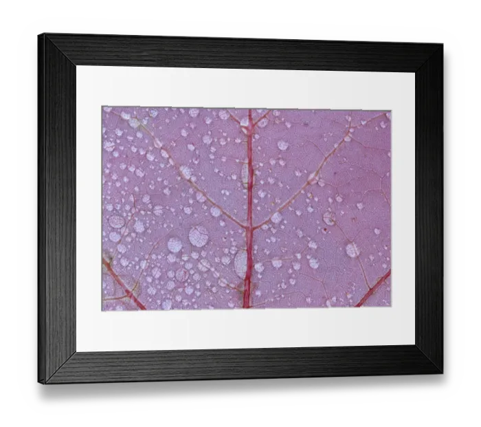Framed Print : Canada, Ontario, Sioux Narrows. Red maple leaf and rain drops in autumn. Credit as Framed Print : Canada, Ontario, Sioux Narrows. Red maple leaf and rain drops in autumn. Credit as