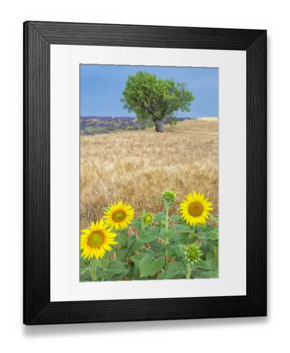 Framed Print : Europe, France, Provence, Valensole Plateau. Sunflowers, wheat, and olive tree. Credit as
