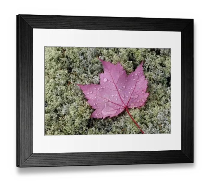 Framed Print : Canada, Ontario, Sioux Narrows. Red maple leaf on moss in autumn Framed Print : Canada, Ontario, Sioux Narrows. Red maple leaf on moss in autumn