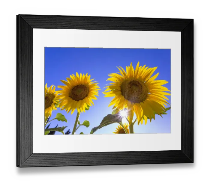 Framed Print : Europe, France, Provence, Valensole Plateau Framed Print : Europe, France, Provence, Valensole Plateau
