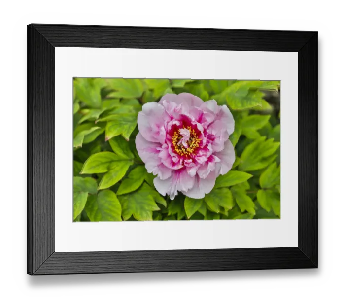 Framed Print : France, La Garrigue. Mas du Garrigue, pink flower (PR) Framed Print : France, La Garrigue. Mas du Garrigue, pink flower (PR)