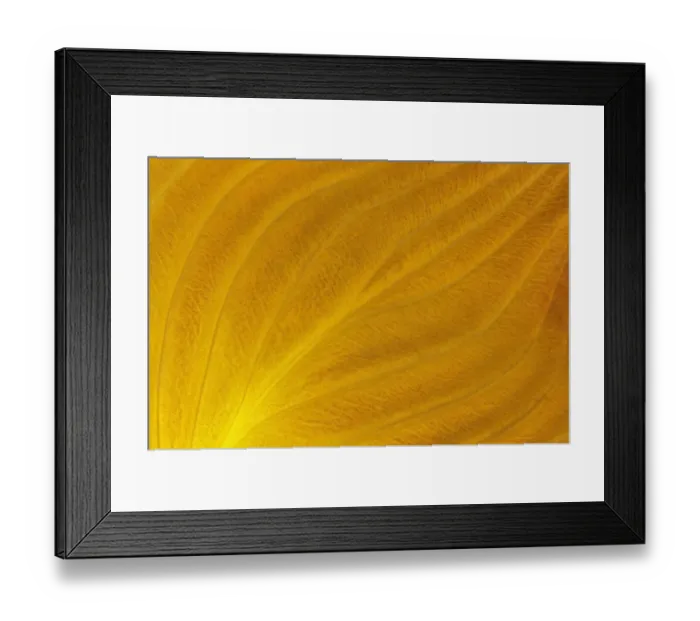 Framed Print : Canada, Manitoba, Winnipeg. Close-up of hosta leaf in autumn