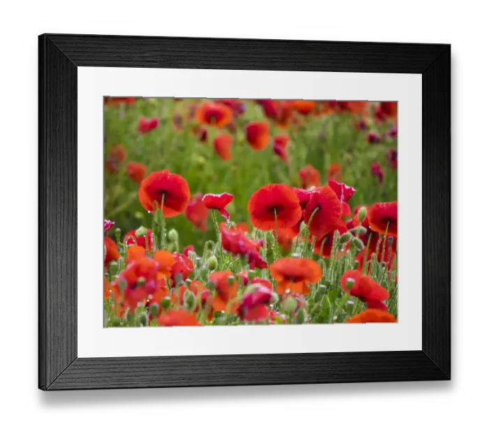 Framed Print : Poppies, olive groves and vineyards in spring Framed Print : Poppies, olive groves and vineyards in spring