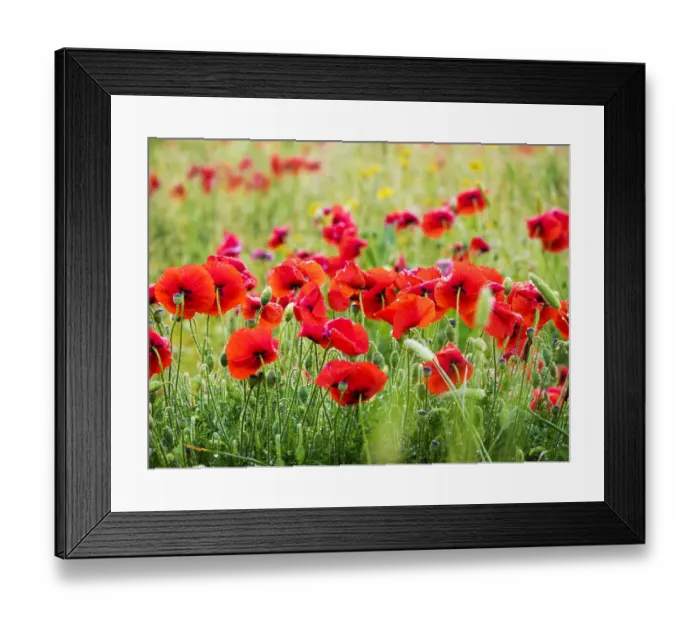 Framed Print : Poppies, olive groves and vineyards in spring Framed Print : Poppies, olive groves and vineyards in spring