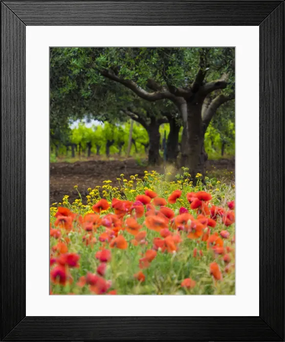 Framed Print : Poppies, olive groves and vineyards in spring
