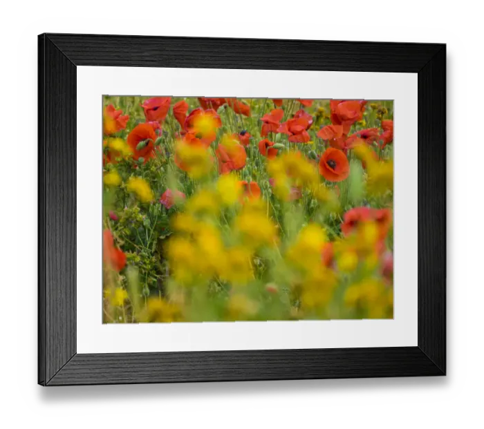 Framed Print : Poppies, olive groves and vineyards in spring