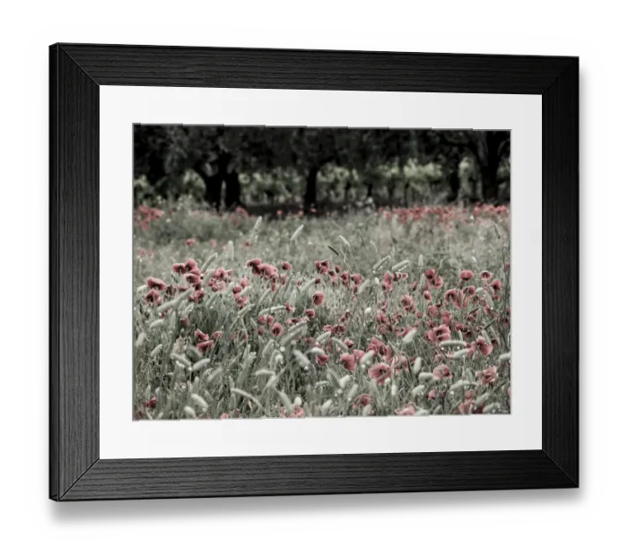 Framed Print : Italy, Sicily, Trapani. Poppies, olive groves and vineyards in spring Framed Print : Italy, Sicily, Trapani. Poppies, olive groves and vineyards in spring