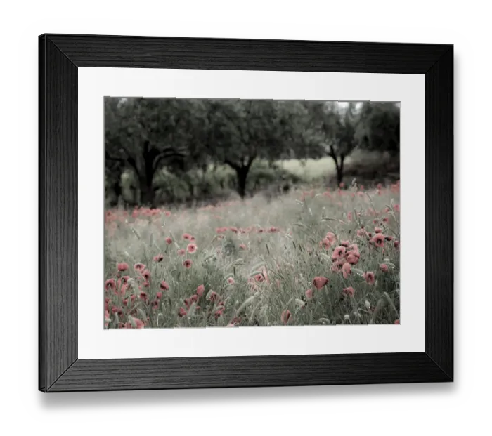 Framed Print : Italy, Sicily, Trapani. Poppies, olive groves and vineyards in spring Framed Print : Italy, Sicily, Trapani. Poppies, olive groves and vineyards in spring