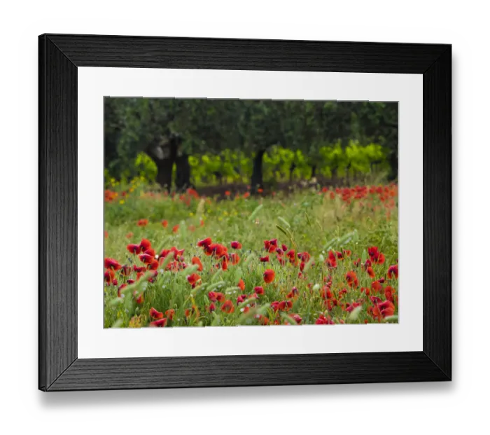 Framed Print : Italy, Sicily, Trapani. Poppies, olive groves and vineyards in spring Framed Print : Italy, Sicily, Trapani. Poppies, olive groves and vineyards in spring