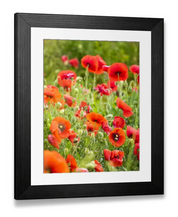 Framed Print : Italy, Sicily, Trapani. Poppies, olive groves and vineyards in spring Framed Print : Italy, Sicily, Trapani. Poppies, olive groves and vineyards in spring