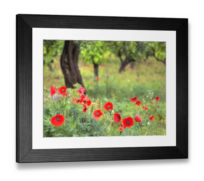 Framed Print : Italy, Sicily, Trapani. Poppies, olive groves and vineyards in spring Framed Print : Italy, Sicily, Trapani. Poppies, olive groves and vineyards in spring