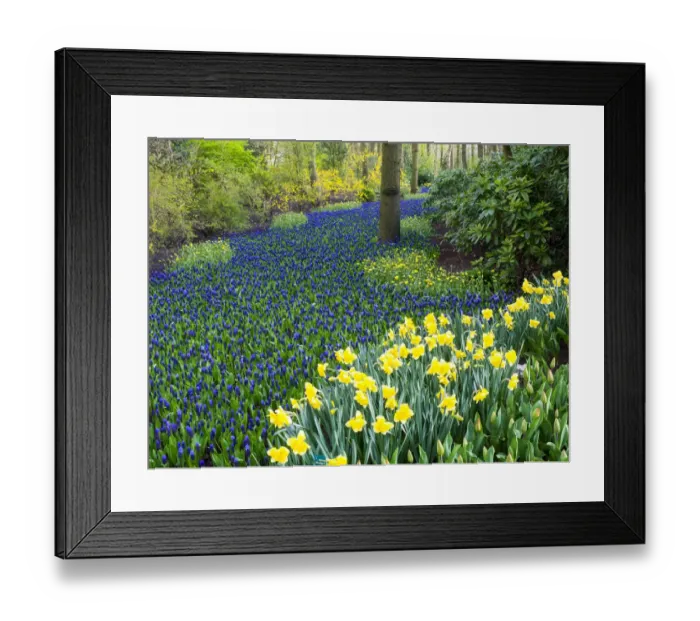 Framed Print : Netherlands, Lisse. Multicolored flowers blooming in spring Framed Print : Netherlands, Lisse. Multicolored flowers blooming in spring