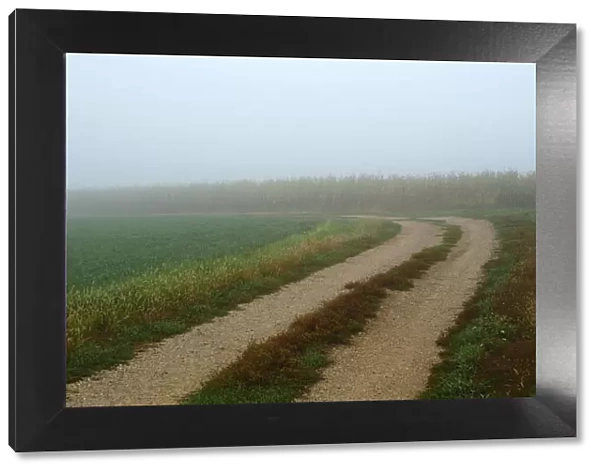 Rural lane through foggy farm field in early morning