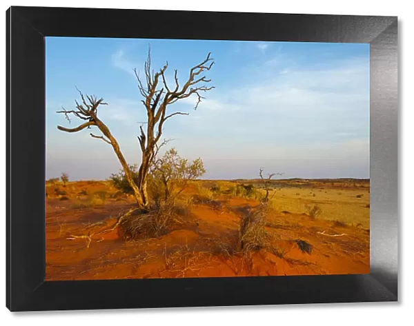 Dead tree on red sand desert, Kgalagadi Transfrontier Park, South Africa