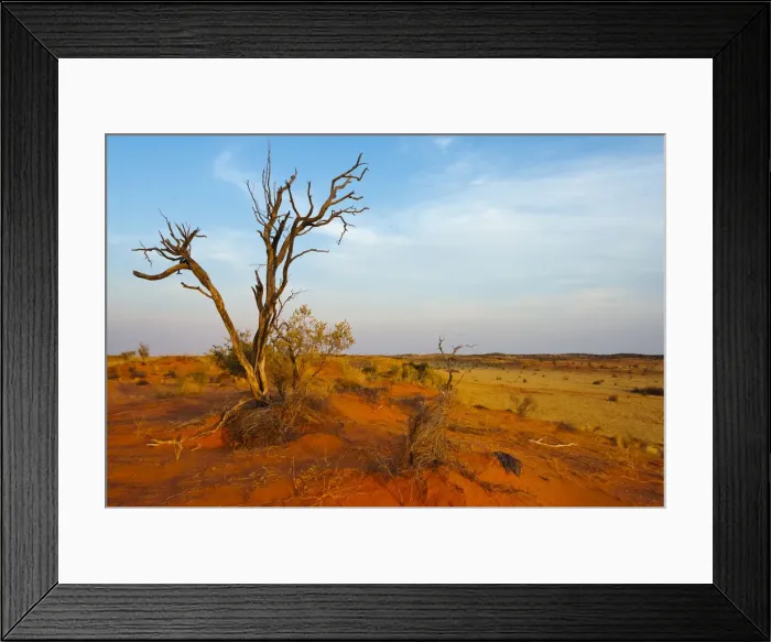 Framed Print : Dead tree on red sand desert, Kgalagadi Transfrontier Park, South Africa Framed Print : Dead tree on red sand desert, Kgalagadi Transfrontier Park, South Africa