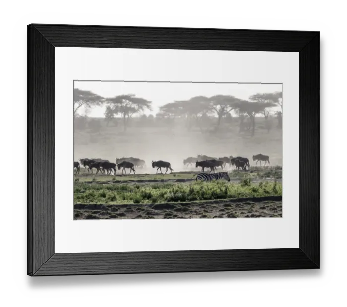 Framed Print : Africa, Tanzania, Ndutu. Wildebeest or Brindled Gnu (Connochaetes taurinus) migration Framed Print : Africa, Tanzania, Ndutu. Wildebeest or Brindled Gnu (Connochaetes taurinus) migration