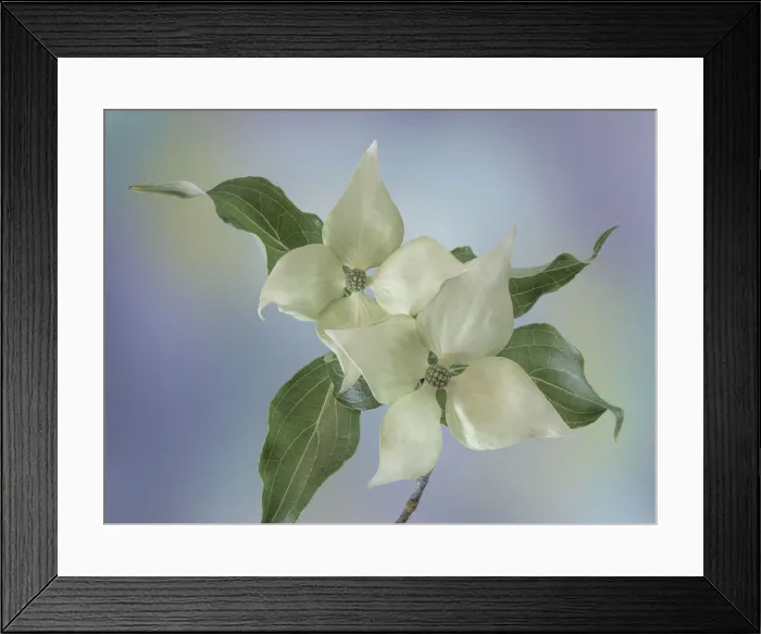 Framed Print : USA, Washington State, Seabeck. Japanese dogwood blossoms close-up