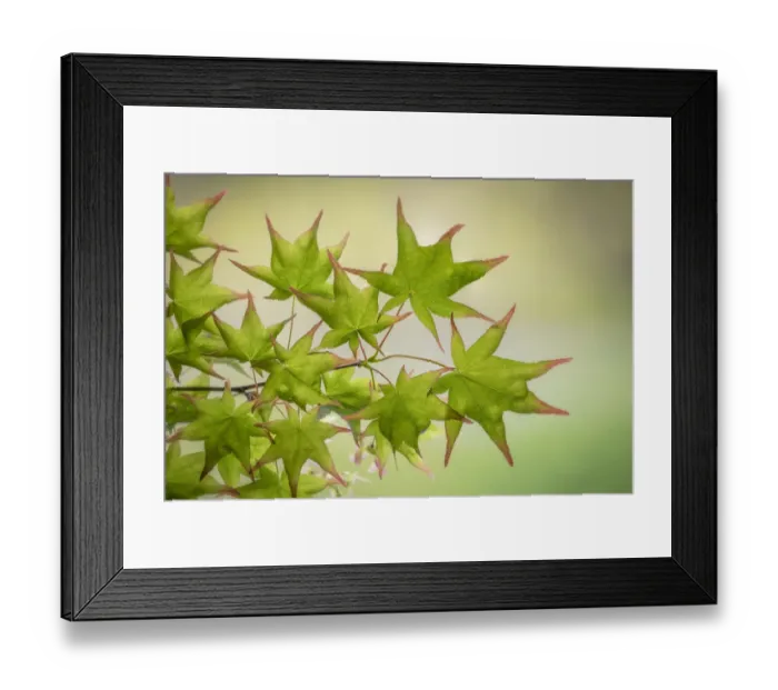 Framed Print : USA, Washington State, Seabeck. Japanese maple tree branch close-up