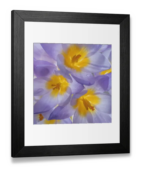Framed Print : USA, Washington State, Seabeck. Crocus blooms close-up Framed Print : USA, Washington State, Seabeck. Crocus blooms close-up