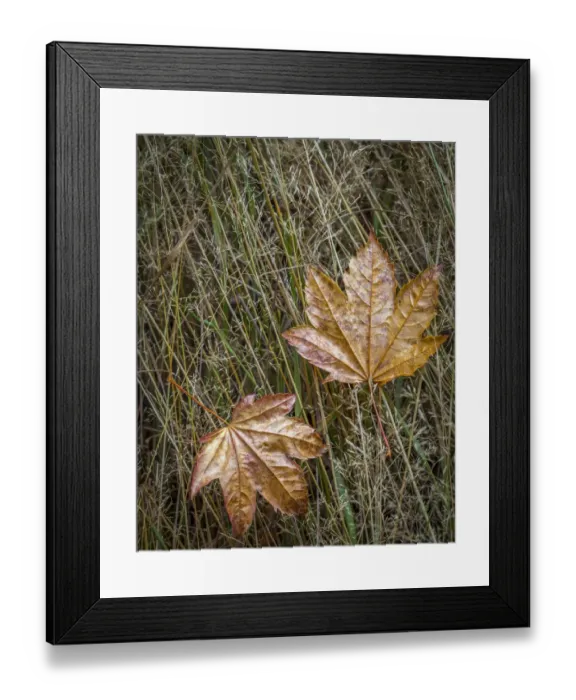 Framed Print : USA, Washington State, Olympic National Park. Vine maple leaves in meadow grasses