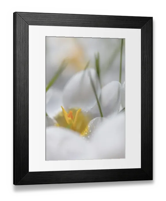 Framed Print : USA, Washington State, Seabeck. Crocus blooms close-up