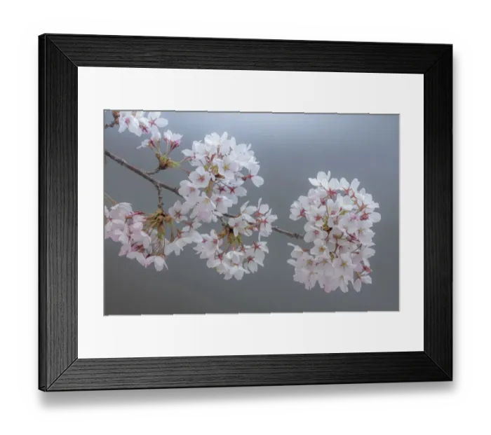 Framed Print : USA, Washington State, Seabeck. Close-up of cherry blossoms on limb