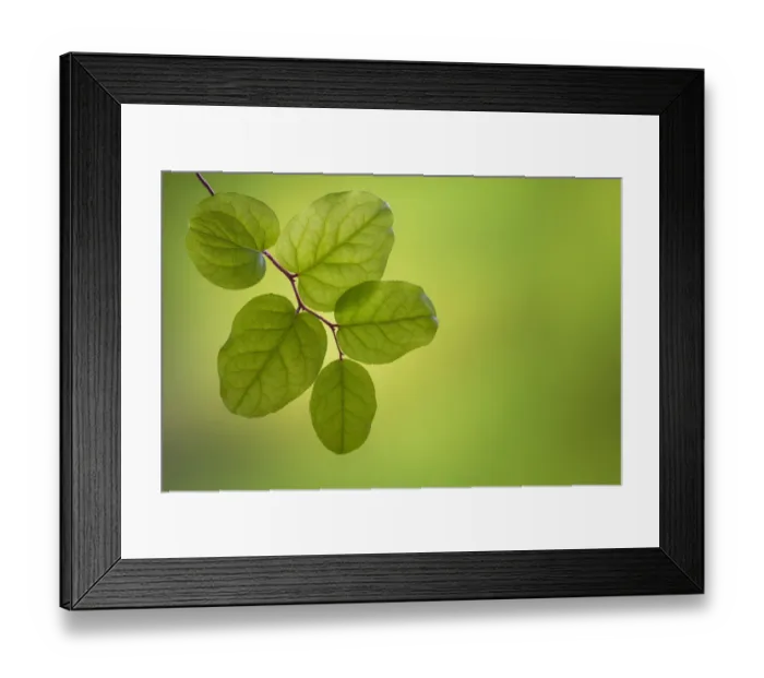 Framed Print : USA, Washington State, Seabeck. Salal leaves close-up Framed Print : USA, Washington State, Seabeck. Salal leaves close-up