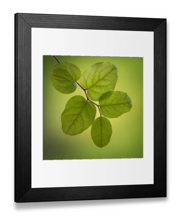 Framed Print : USA, Washington State, Seabeck. Salal leaves close-up Framed Print : USA, Washington State, Seabeck. Salal leaves close-up