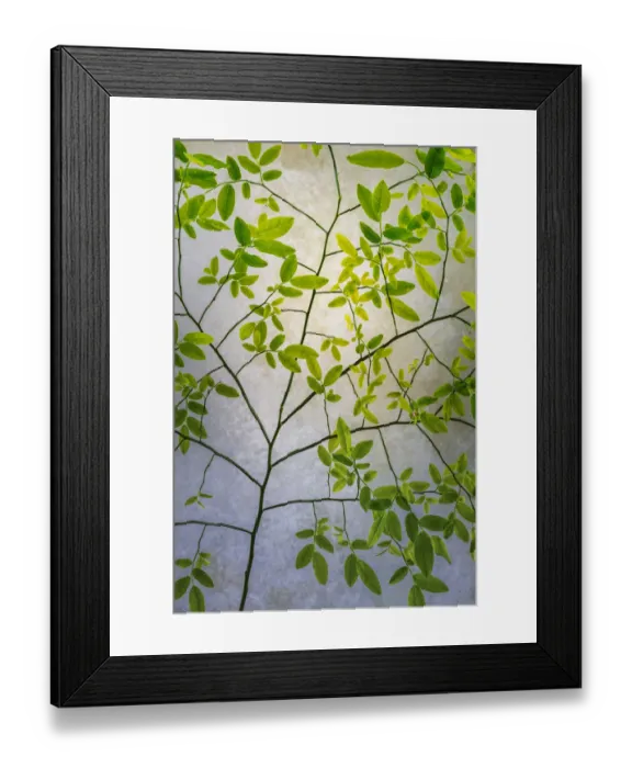 Framed Print : USA, Washington State, Seabeck. Red huckleberry branches and foliage Framed Print : USA, Washington State, Seabeck. Red huckleberry branches and foliage