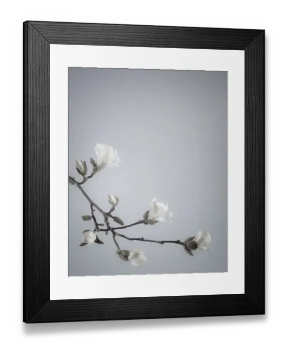Framed Print : USA, Washington State, Seabeck. White magnolia flowers and branches Framed Print : USA, Washington State, Seabeck. White magnolia flowers and branches