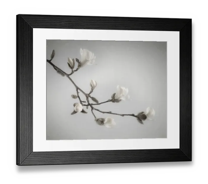 Framed Print : USA, Washington State, Seabeck. White magnolia flowers and branches