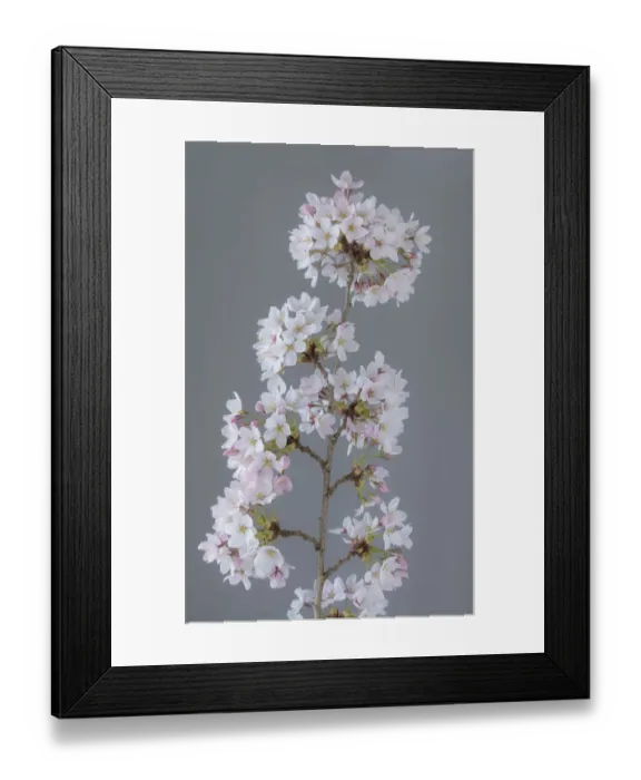 Framed Print : USA, Washington State, Seabeck. Close-up of cherry blossoms on limb Framed Print : USA, Washington State, Seabeck. Close-up of cherry blossoms on limb