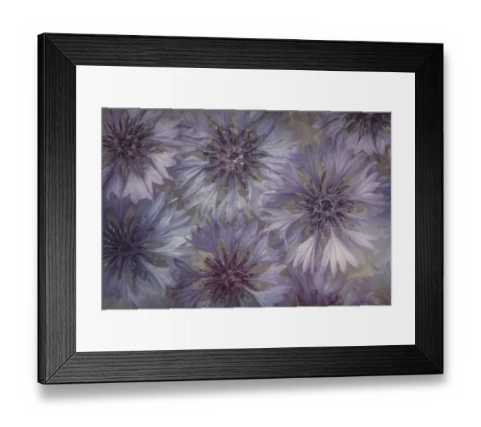 Framed Print : USA, Washington State, Seabeck. Bachelor buttons flowers close-up Framed Print : USA, Washington State, Seabeck. Bachelor buttons flowers close-up
