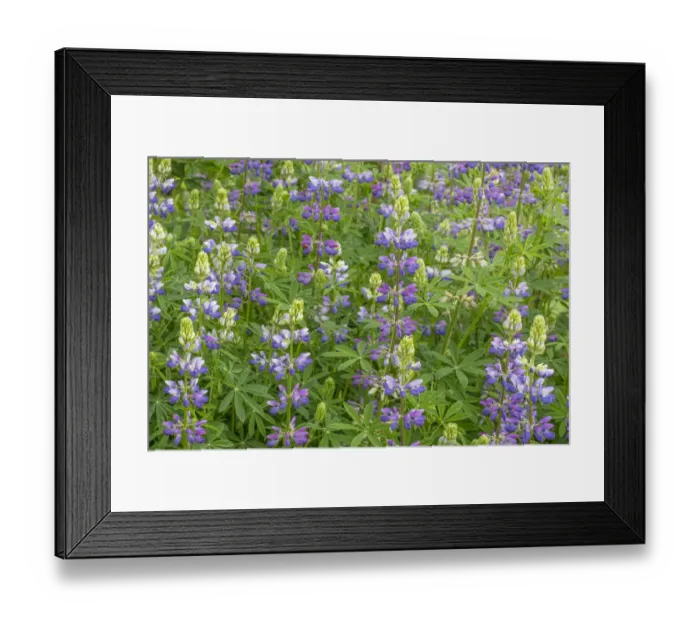 Framed Print : USA, Washington State, Beacon Rock State Park Framed Print : USA, Washington State, Beacon Rock State Park