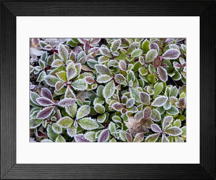 Framed Print : Frost rim on barberry leaves Framed Print : Frost rim on barberry leaves