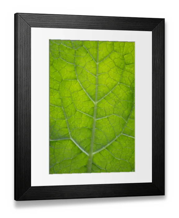 Framed Print : USA, Washington State. Leaf detail. Credit as: Don Paulson / Jaynes Gallery / DanitaDelimont Framed Print : USA, Washington State. Leaf detail. Credit as: Don Paulson / Jaynes Gallery / DanitaDelimont