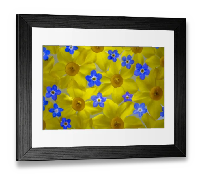 Framed Print : USA, Washington State, Seabeck. Narcissus and Forget-me-not flowers Framed Print : USA, Washington State, Seabeck. Narcissus and Forget-me-not flowers