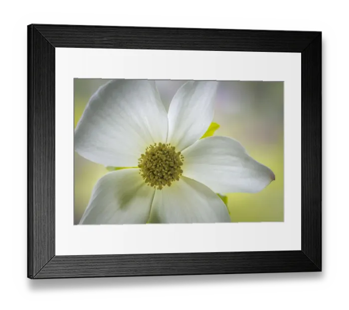 Framed Print : USA, Washington State, Seabeck. Pacific dogwood blossom close-up Framed Print : USA, Washington State, Seabeck. Pacific dogwood blossom close-up