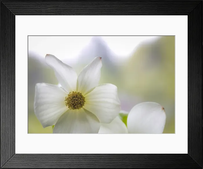 Framed Print : USA, Washington State, Seabeck. Pacific dogwood blossom close-up Framed Print : USA, Washington State, Seabeck. Pacific dogwood blossom close-up