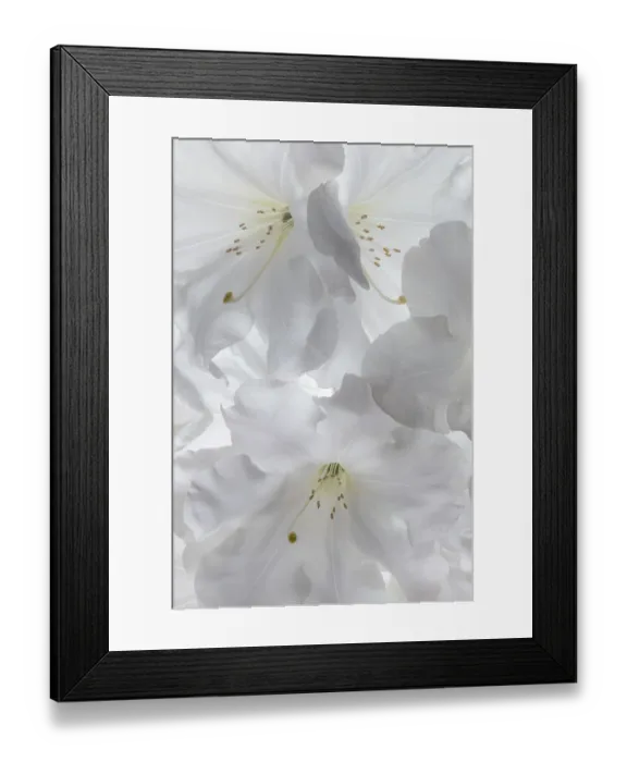 Framed Print : USA, Washington State, Seabeck. White rhododendron blossoms