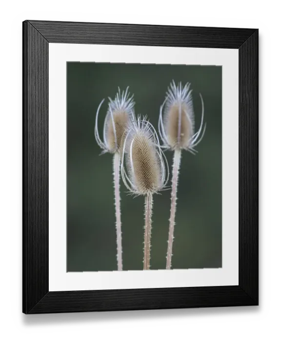 Framed Print : USA, Washington State, Palouse. Dried teasels Framed Print : USA, Washington State, Palouse. Dried teasels